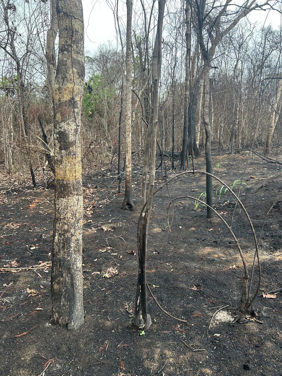 Informação do Linha Verde leva polícia a identificar queimada em vegetação nativa na cidade de São Francisco do Itabapoana 